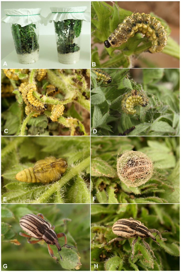 Figure 15
