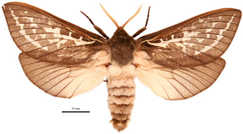 Figure 6