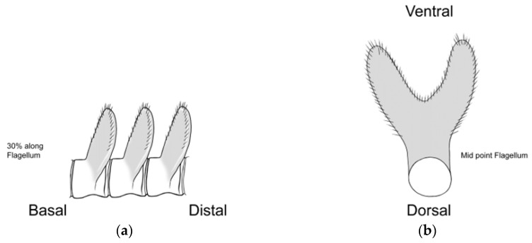 Figure 16