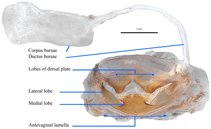 Figure 17