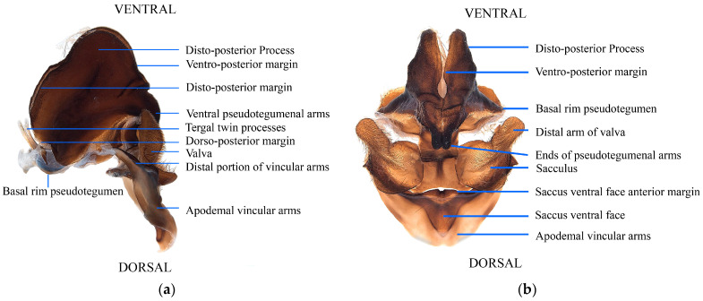 Figure 21
