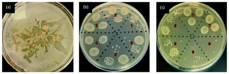 Figure 10