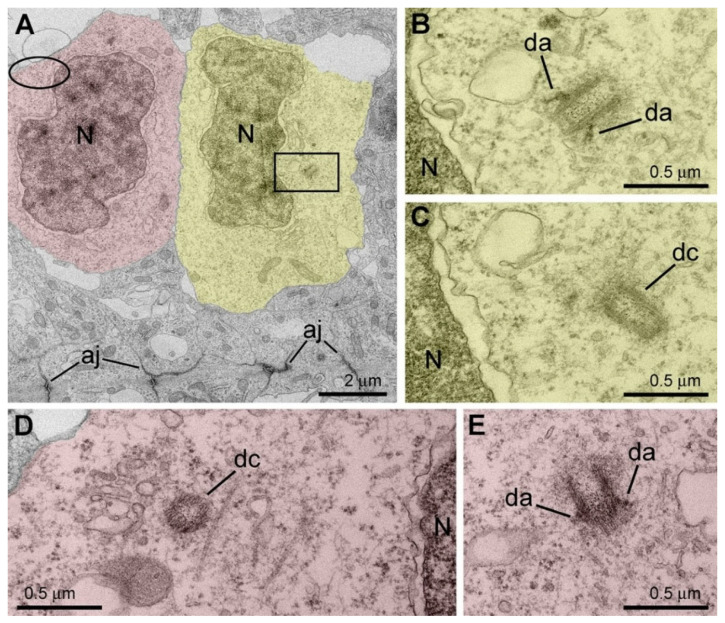 Figure 15
