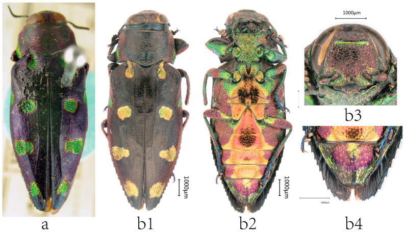 Figure 6