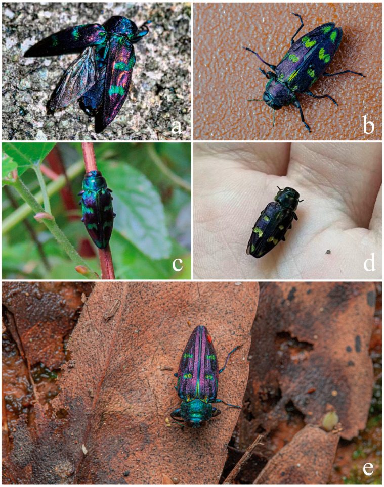 Figure 11