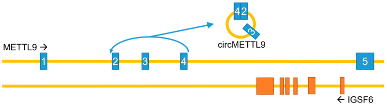 Figure 5