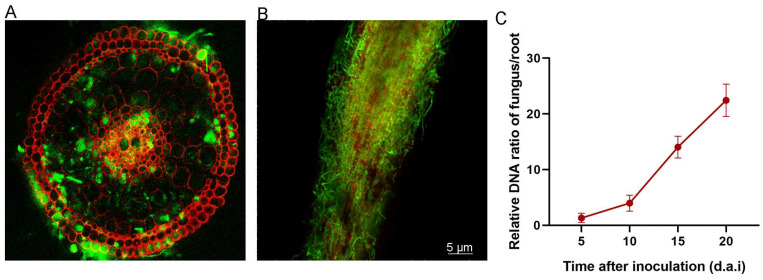 Figure 5
