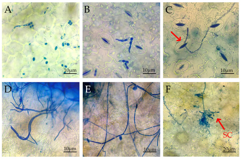 Figure 10