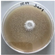 Figure 22