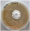Figure 23
