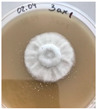 Figure 24