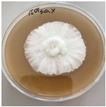 Figure 25