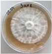 Figure 27