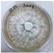 Figure 28