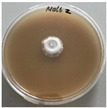 Figure 29