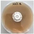 Figure 30