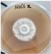 Figure 31