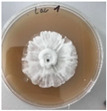 Figure 32