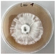 Figure 33
