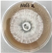 Figure 34