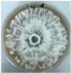 Figure 35
