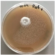 Figure 36