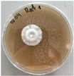 Figure 37