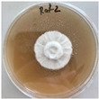 Figure 38