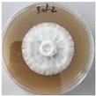 Figure 39