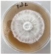 Figure 40
