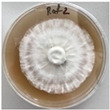 Figure 41