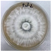 Figure 42