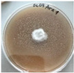 Figure 43