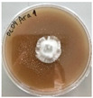 Figure 44