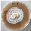 Figure 46