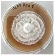 Figure 47