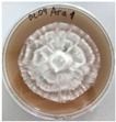 Figure 48