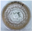 Figure 49