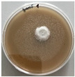 Figure 50