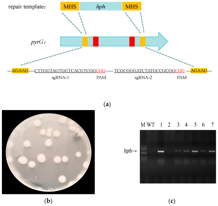 Figure 6