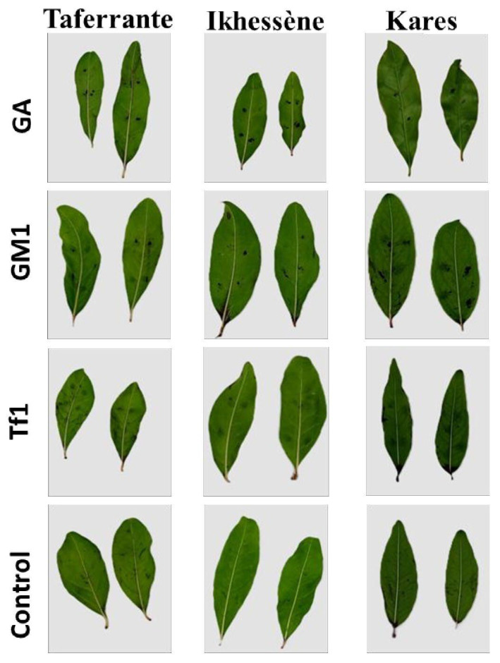 Figure 10