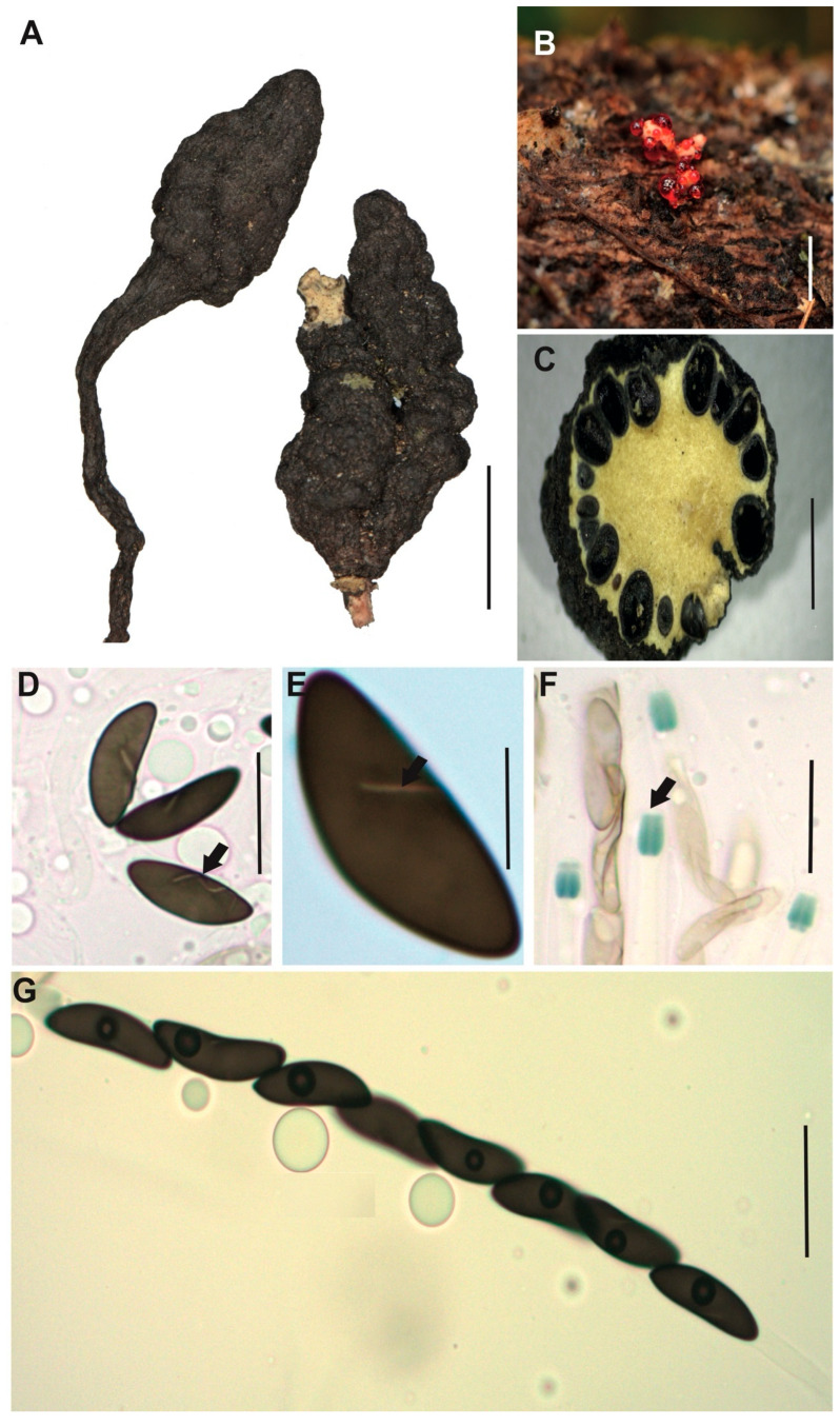 Figure 9