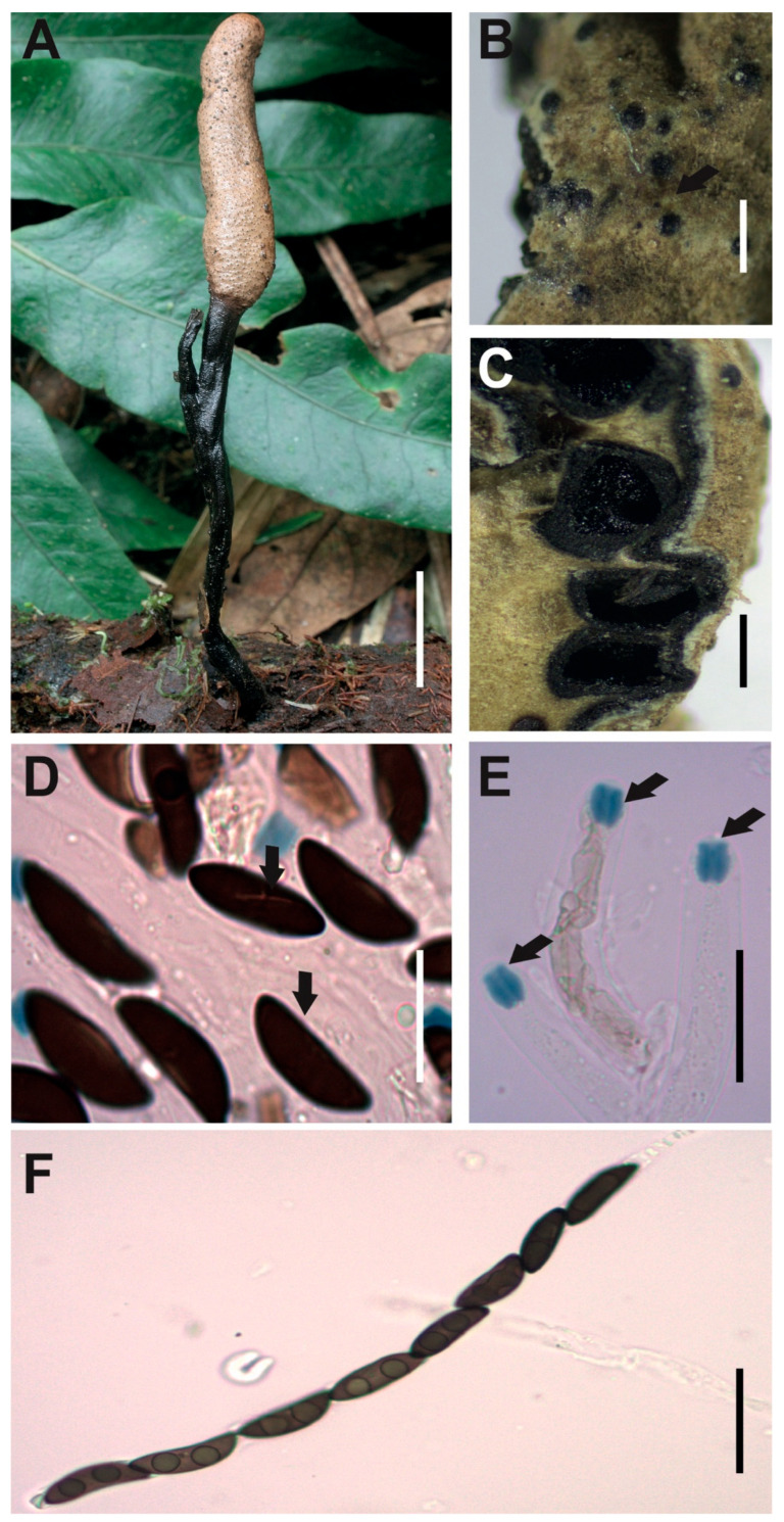 Figure 10