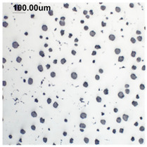 Figure 41