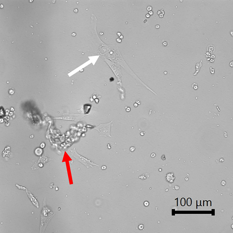 Fig 1
