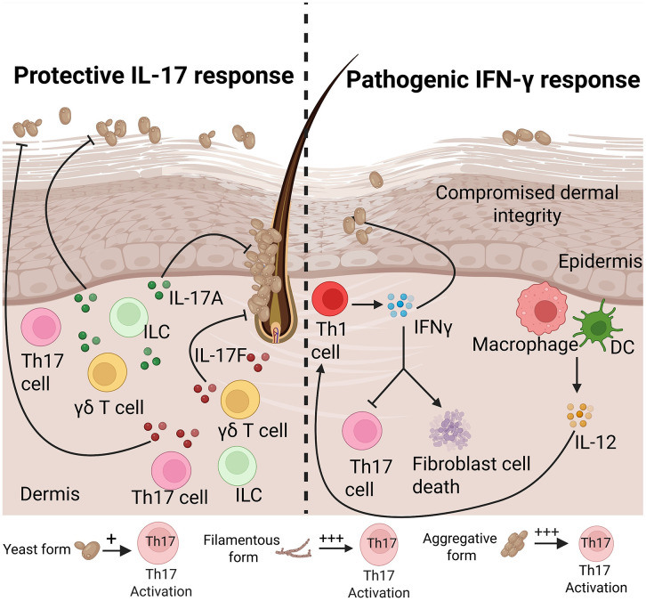 Fig 4