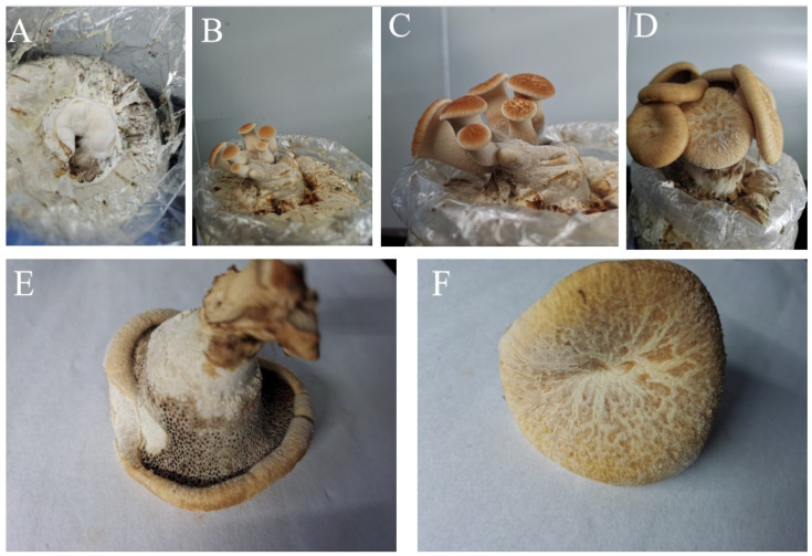 Figure 10