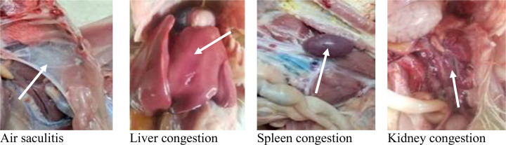 Fig 2