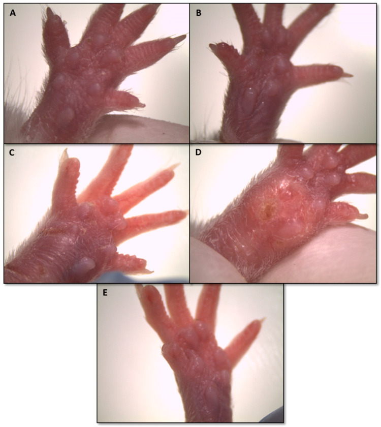 Figure 5