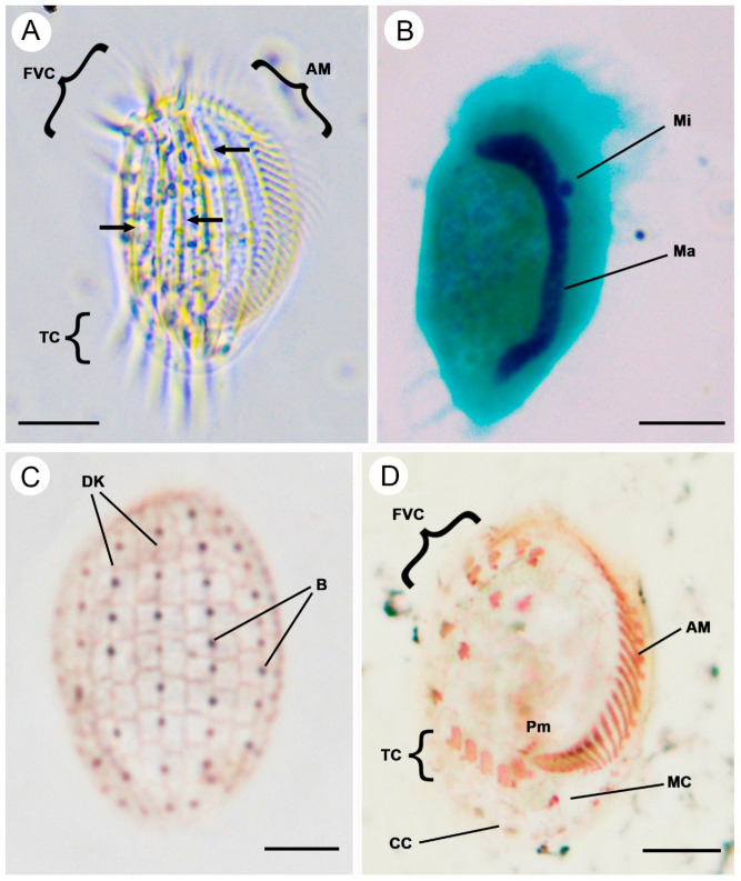 Figure 4